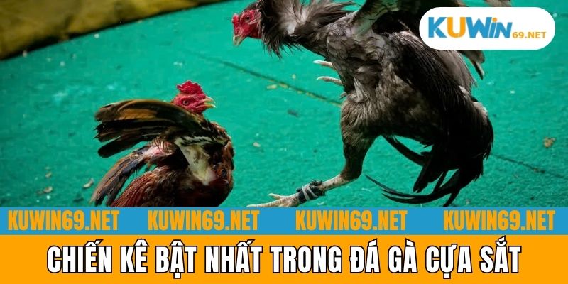 Chiến kê bật nhất trong đá gà cựa sắt
