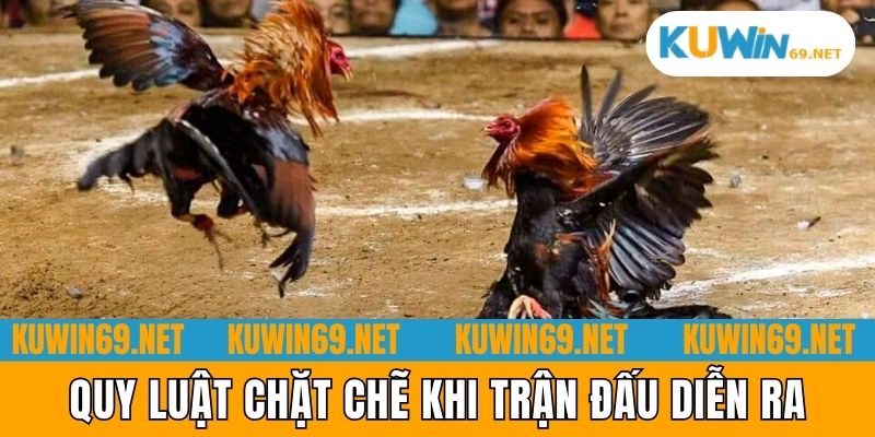 Quy luật chặt chẽ khi trận đấu diễn ra