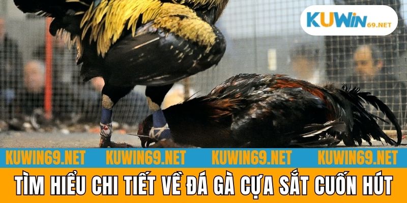 Tìm hiểu chi tiết về đá gà cựa sắt cuốn hút